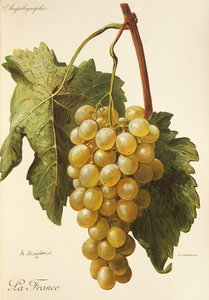 La France grape