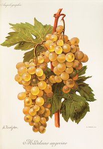 Madeleine Angevine grape by Alexis Kreyder