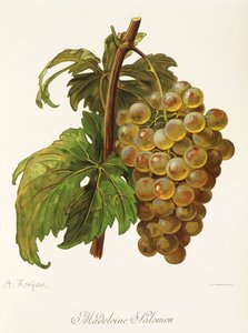 Madeleine Salomon Grape