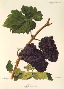 Meunier Grape