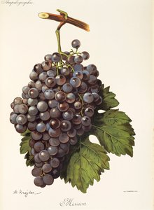 Mission Grape