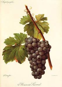 Muscat Lierval grape
