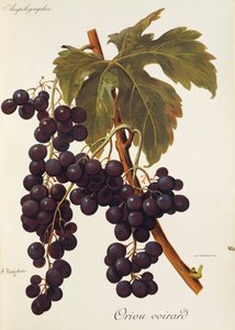 Oriou Voirard grape