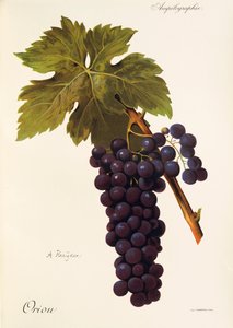 Oriou grape
