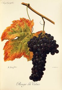 Rouge du Valais grape