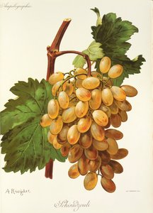 Schiradzouli Grape by Alexis Kreyder