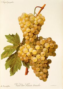 Van der Laan Traube Grape