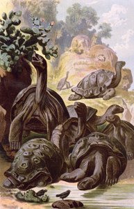 Giant Tortoises from the Galapagos Islands, from a Natural History Book, 1887 by Alfred Brehm