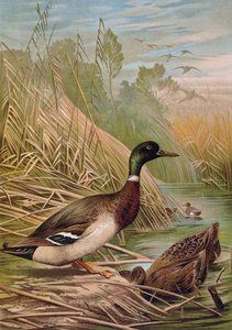Mallards, illustration from a Hungarian natural history book by Alfred Brehm