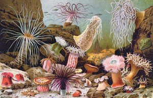 Sea Anemones, from a Hungarian natural history book by Alfred Brehm