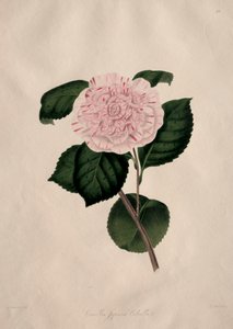Illustrations and Descriptions of the Natural Order Camellieae: No. 41 by Alfred Chandler