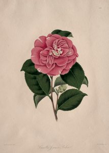 Illustrations and Descriptions of the Natural Order Camellieae: No. 44 by Alfred Chandler