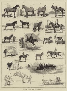 Horse Show at Manchester by Alfred Chantrey Corbould