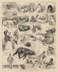 The Kennel Club Dog Show at the Crystal Palace by Alfred Chantrey Corbould