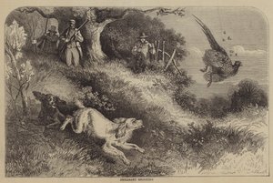 Pheasant Shooting