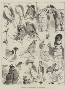 The Canary and Cage-Bird Show at the Crystal Palace by Alfred Courbould