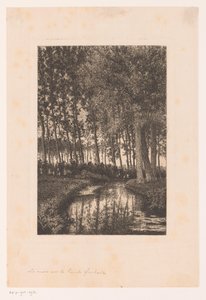 Tall Trees by the Water