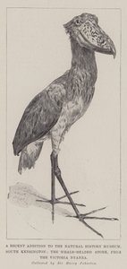 A Recent Addition to the Natural History Museum, South Kensington, the Whale-Headed Stork, from the Victoria Nyanza by Alfred Hugh Fisher