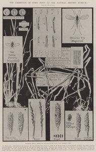 The Exhibition of Corn Pests at the Natural History Museum by Alfred Hugh Fisher