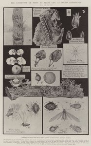The Exhibition of Pests to Plant Life at South Kensington by Alfred Hugh Fisher