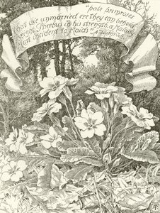 Pale Primroses