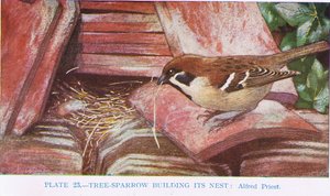 Tree-Sparrow Building Its Nest, Illustration from British Birds by Kirkman and Jourdain