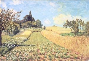Wheat Field