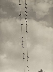 Birds by Alfred Stieglitz