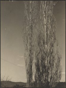Dying Poplars, Lake George by Alfred Stieglitz
