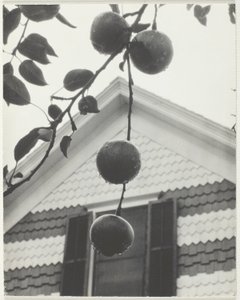 Gable and Apples