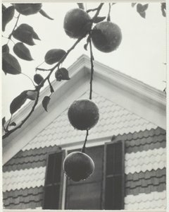 Gable and Apples
