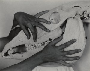 Hands and Horse Skull by Alfred Stieglitz
