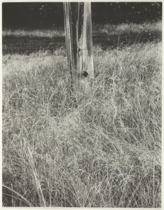 Grass and Flagpole