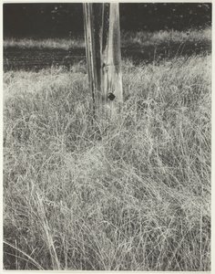 Grass and Flagpole, 1933