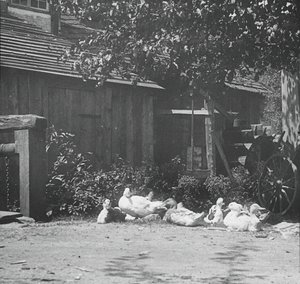 Gutach, 1894 by Alfred Stieglitz