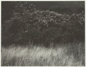 Hedge and Grasses - Lake George by Alfred Stieglitz