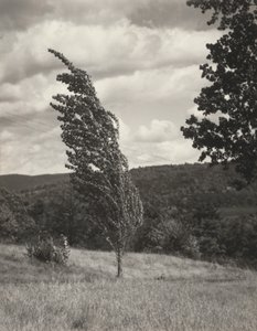 Poplar—Lake George by Alfred Stieglitz