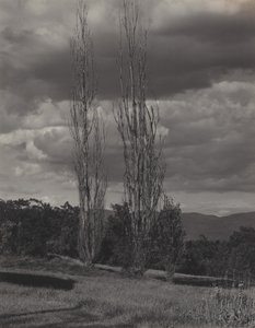 Poplars—Lake George by Alfred Stieglitz