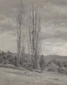 Poplars—Lake George by Alfred Stieglitz