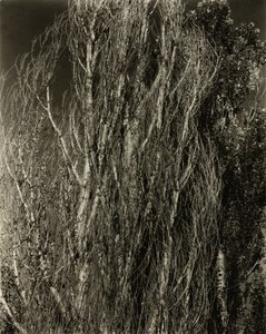 Poplars—Lake George by Alfred Stieglitz