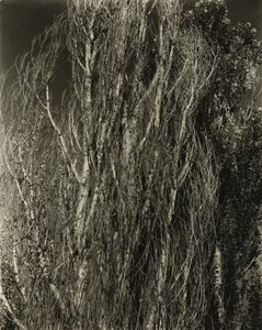 Poplars - Lake George by Alfred Stieglitz
