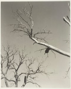 The Dying Chestnut Tree—My Teacher by Alfred Stieglitz