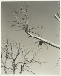 The Dying Chestnut Tree—My Teacher by Alfred Stieglitz