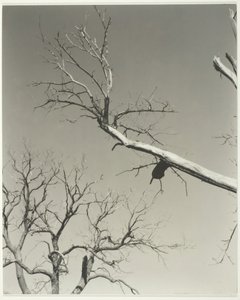 The Dying Chestnut Tree—My Teacher by Alfred Stieglitz
