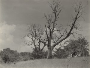 The Dying Chestnut Tree by Alfred Stieglitz