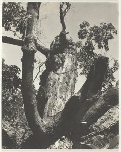 The Old Maple—Lake George by Alfred Stieglitz