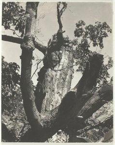 The Old Maple - Lake George, 1926 by Alfred Stieglitz