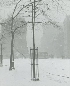 Tree in Snow, New York City, 1900-02 by Alfred Stieglitz
