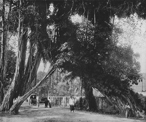 Banyan Tree at Kalutara by Alfred William Amandus Plate