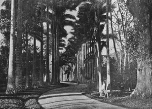 Cabbage Palms in Peradeniya Gardens by Alfred William Amandus Plate